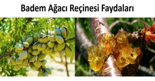 Badem Ağacı Reçinesinin Faydaları Nelerdir? Şifalı Kullanım Alanları