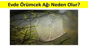 Evde Örümcek Ağı Neden Oluşur? Sebepleri ve Çözüm Yolları