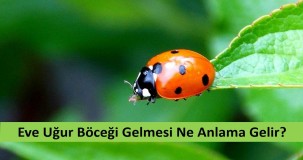 Eve Uğur Böceği Gelmesi Ne Anlama Gelir?