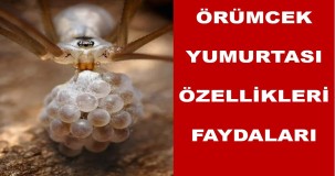 Örümcek Yumurtası Özellikleri ve Faydaları