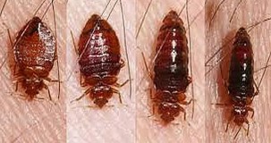 Tahtakurusu Isırığı ve Mücadele Yöntemleri