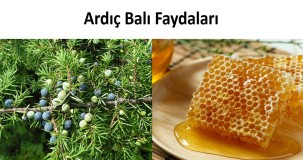 Tam Takviyeli Ardıç Balının Faydaları Nelerdir? Şifa Deposu Etkileri