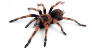 Tarantula Örümceği Türleri ve Özellikleri