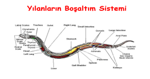 Yılanlar Nasıl Boşaltım Yapar? | Sürüngenlerde Boşaltım Sistemi