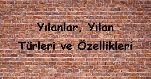 Yılanlar ve Türleri: Özellikleri, Yaşam Alanları ve Davranışları