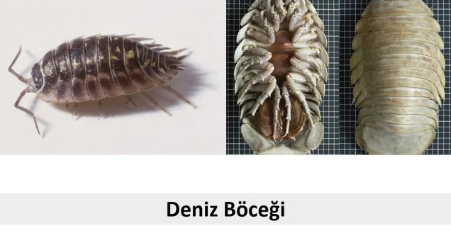 Deniz Böceği Türleri ve Özellikleri