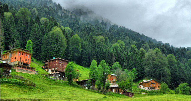 Karadeniz Ormanları Özellikleri Nelerdir? Karadeniz Ormanları Biyomu Detaylı İnceleme