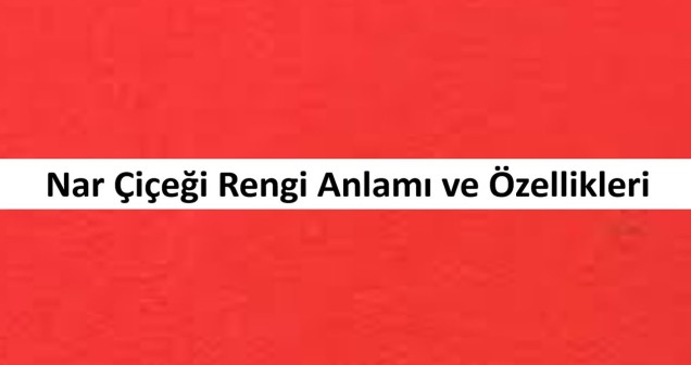 Nar Çiçeği Rengi: Anlamı ve Özellikleri