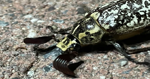 Tostos Böceği Zararlı mı? Özellikleri ve Etkileri