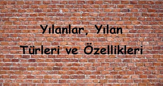 Yılanlar ve Türleri: Özellikleri, Yaşam Alanları ve Davranışları